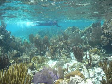 coral reef Belize