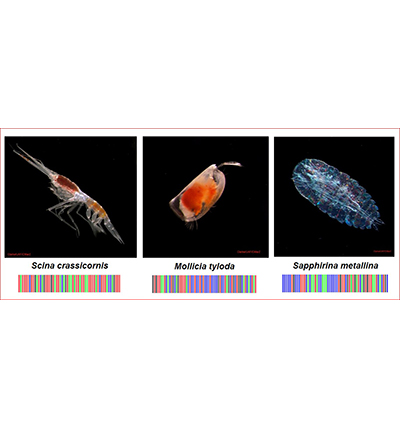 Zooplankton with Barcodes