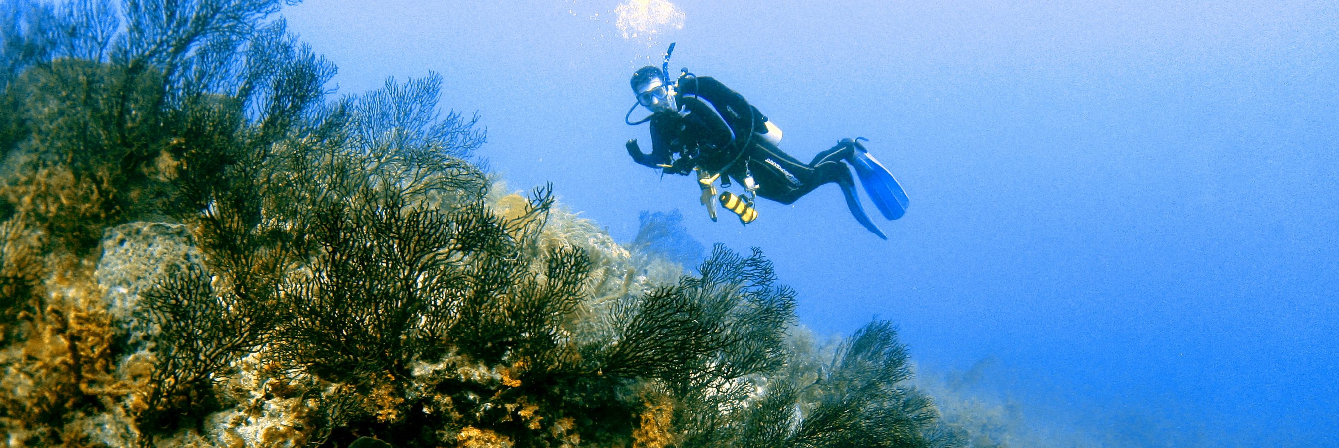 diving program