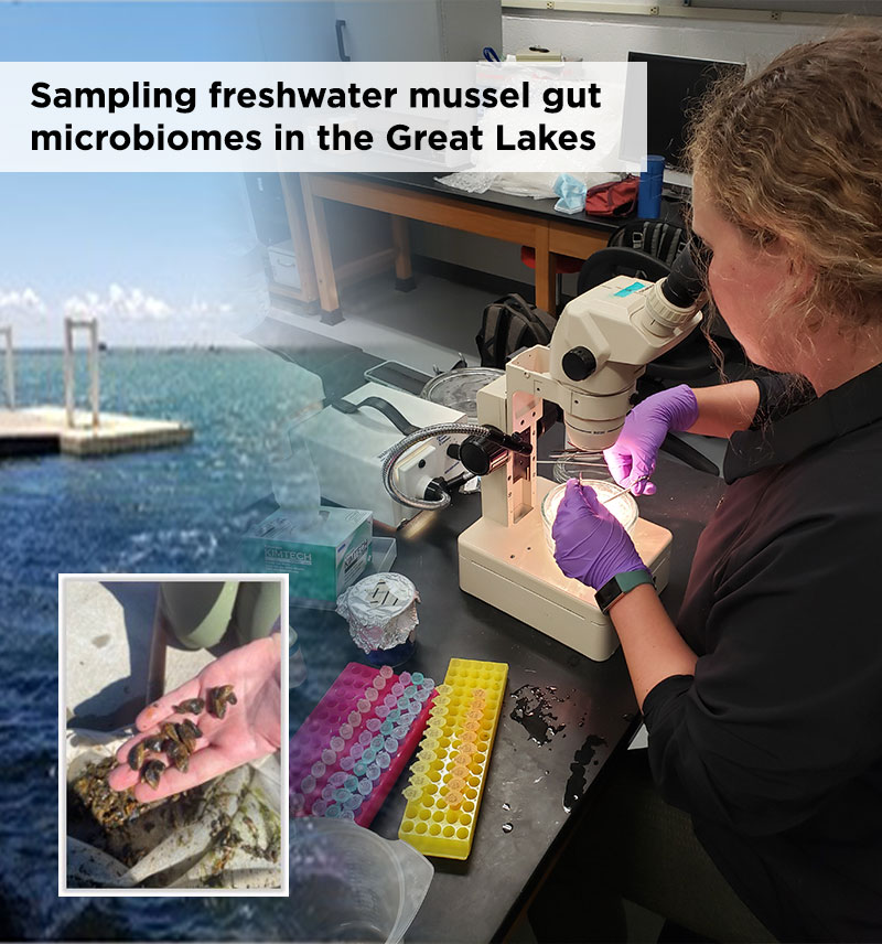 Sampling freshwater mussel gut microbiomes in the Great Lakes Marine