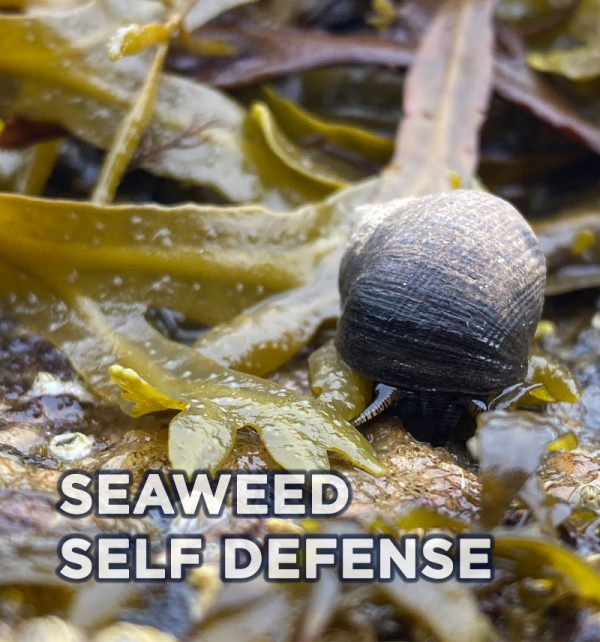 mattassa-snail