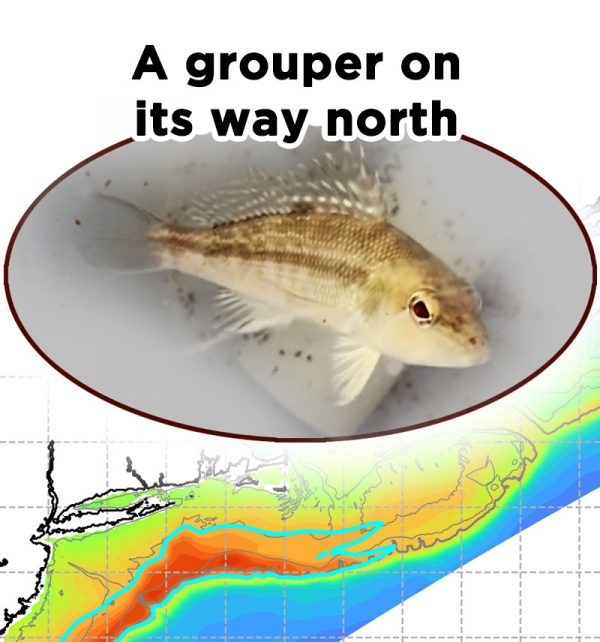 picture of a juvenile sea bass and modeled temperature